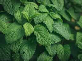 無料写真 ポットの新鮮な緑のミント植物のクローズアップショット
