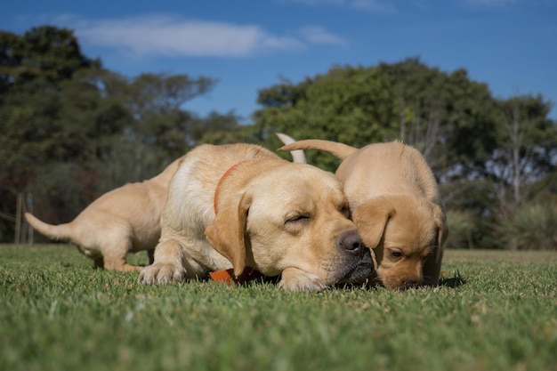 無料写真 緑の芝生の上のラブラドールレトリバーの子犬と母親のクローズアップショット