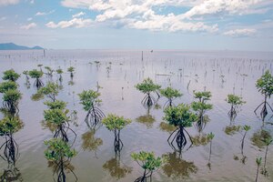 Крупный план саженцев мангровых деревьев, посаженных в лесу трапеанг сангка в кампоте