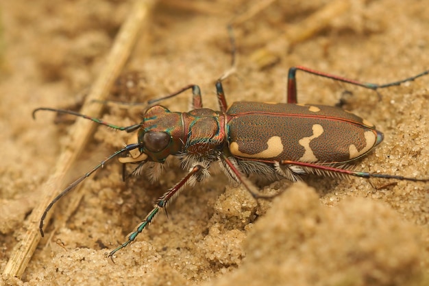 무료 사진 북부 사구 호랑이 딱정벌레, cicindela hybrida의 근접 촬영 샷