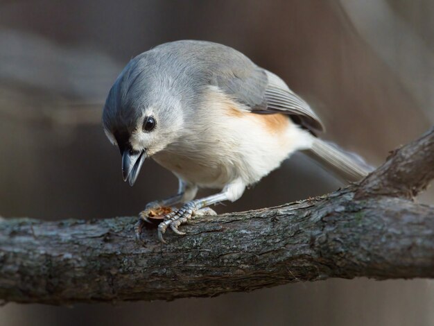 무료 사진 술에 취한 titmouse의 근접 촬영 샷