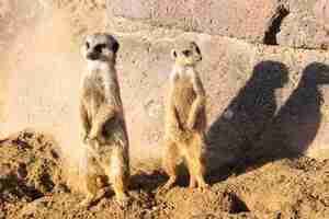 무료 사진 사막에서 조심스러워하는 두 개의 경고 meerkats의 근접 촬영 샷