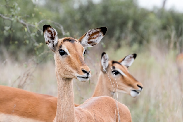 Макрофотография выстрел из двух красивых оленей в национальном парке крюгера