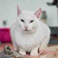 Бесплатное фото Снимок крупным планом белого кота, сидящего на тряпке в доме