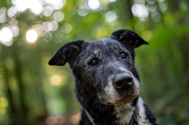 ぼやけた背景を持つ老犬のクローズアップショット