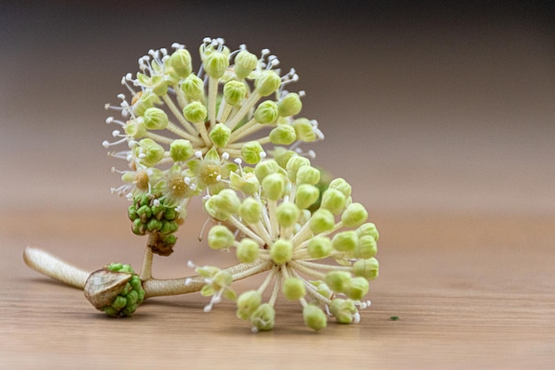 Closeup shot of onion inflorescence on a tb