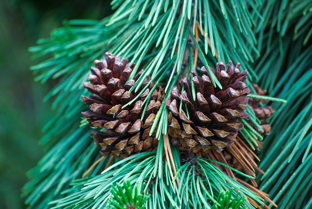 Closeup shot of open cones and conifer needles