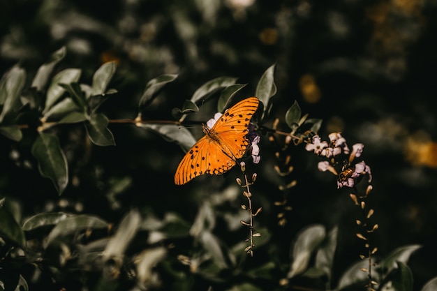 Closeup shot of an orange butterfly on a flower