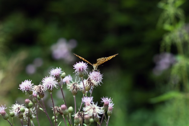 Closeup shot of an orange butterfly on violet flowers