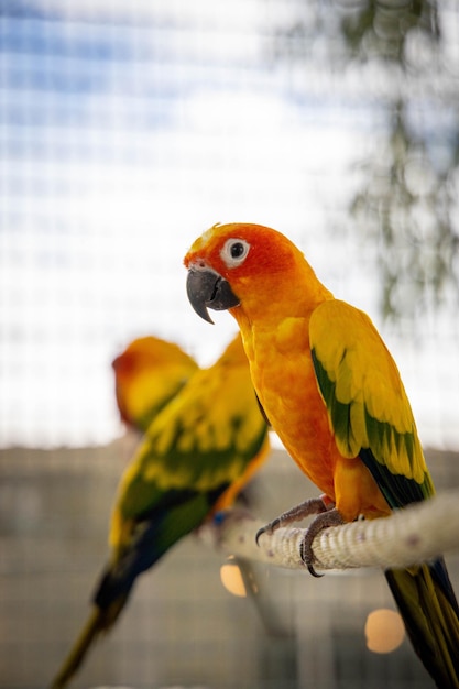 Крупный план оранжевых и зеленых попугаев в клетке