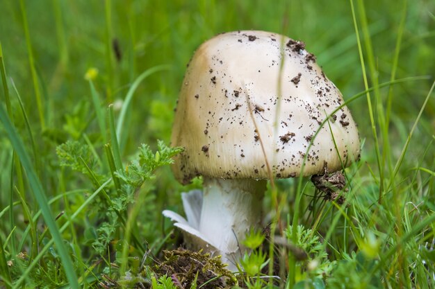 Closeup shot of Orange Grisette on a grass field