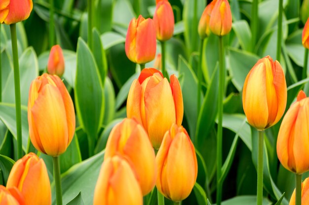 Closeup shot of the orange tulip flowers in the field on a sunny day - perfect for background