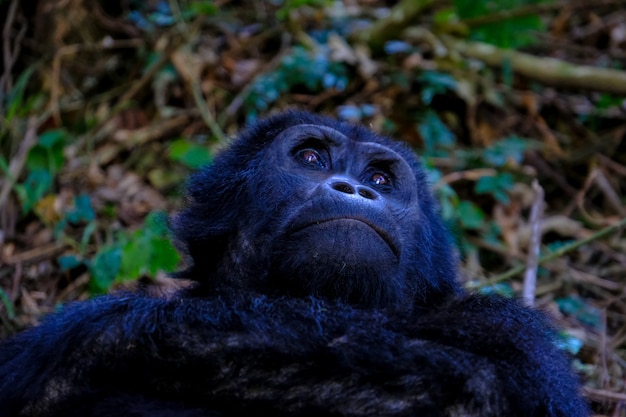 Colpo del primo piano di un orangutan che osserva in su