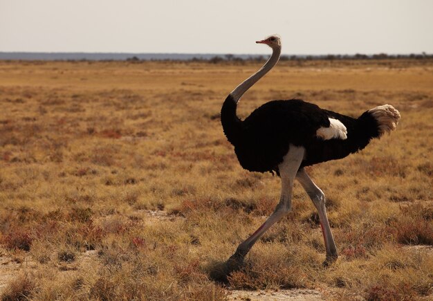 Closeup shot of an ostrich running on the grassy savanna plain in Namibia