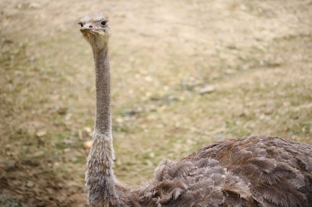 Closeup shot of an ostrich with a blurred background