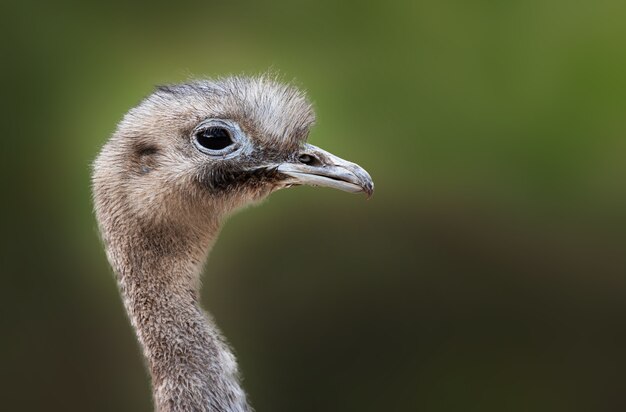 Closeup shot of an ostrich