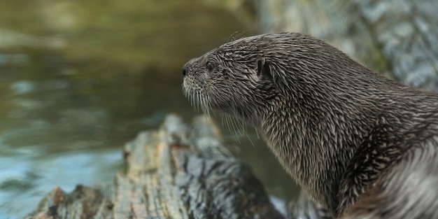 Free photo closeup shot of an otter looking at a river