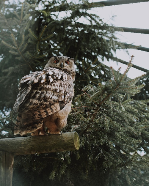 緑の近くの木の板の上に座ってフクロウのクローズアップショット