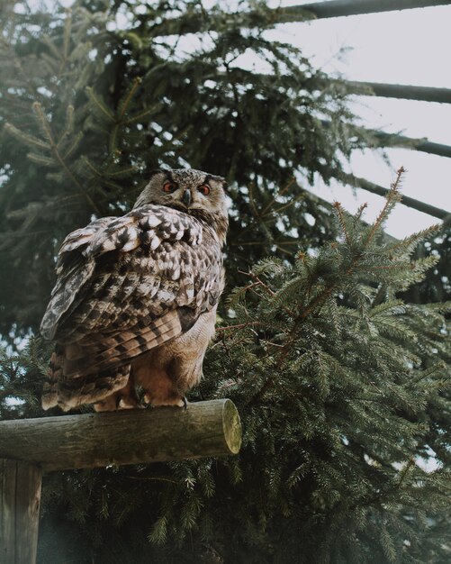 Closeup shot of an owl sitting on a wooden plank near greenery