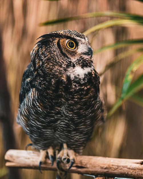 木の枝に立っているフクロウのクローズアップショット