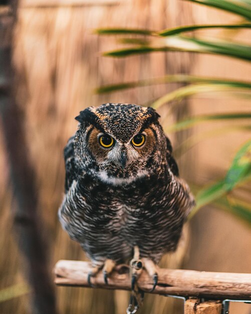 木の枝に立っているフクロウのクローズアップショット