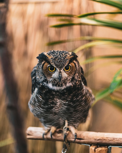 木の枝に立っているフクロウのクローズアップショット