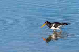 Free photo closeup shot of an oystercatcher bird in the blue water