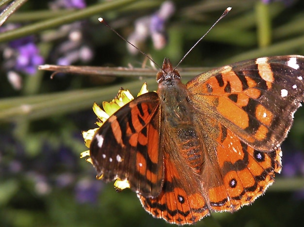 Closeup shot of Painted Lady butterfly on a flower