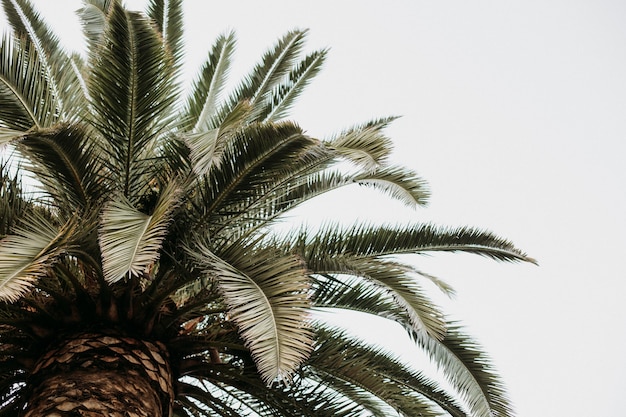 Closeup shot of palm trees isolated on the cloudy sky background