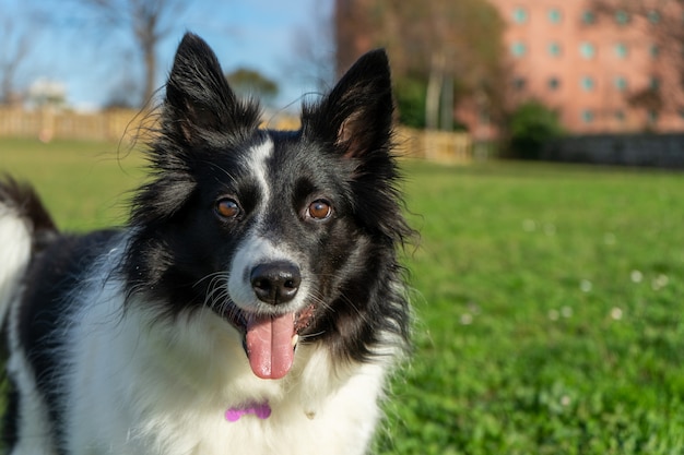 Closeup shot of a panting Border Collie standing on a field