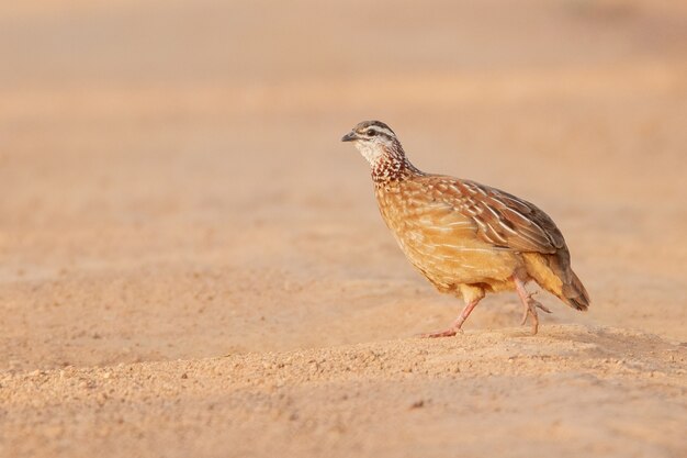 Closeup shot of a partridge bird walking over the sand