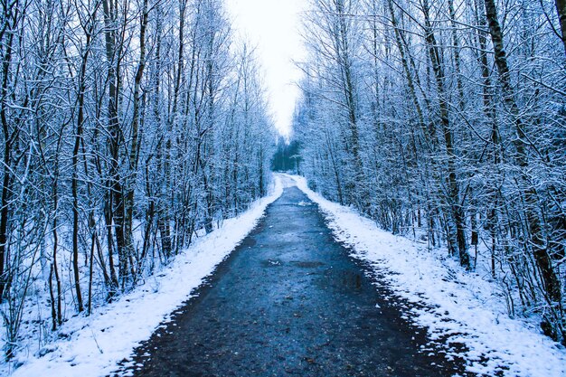 雪に覆われた冬の森の小道のクローズアップショット