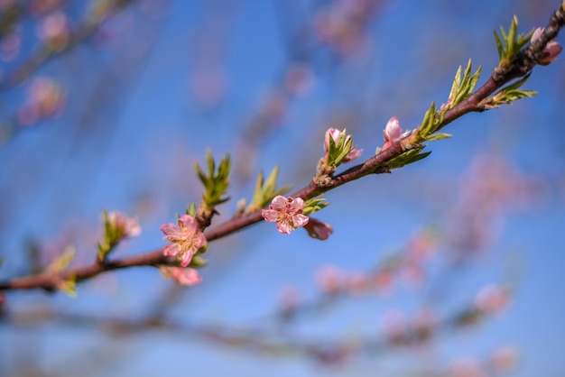 Closeup shot of peachtree flowers