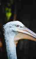 Free photo closeup shot of a pelican's head