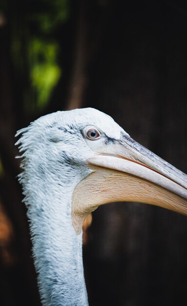 Closeup shot of a pelican's head