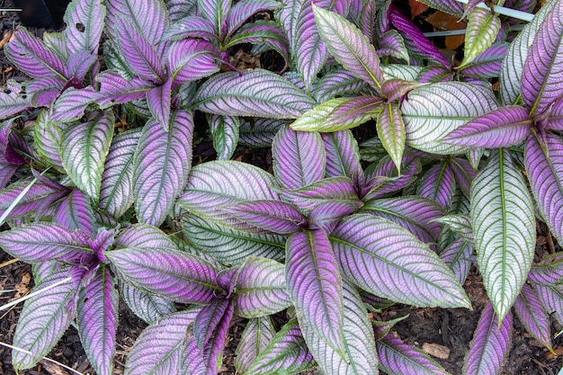 Free photo closeup shot of persian shield plant