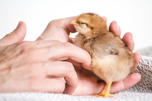 Closeup shot of a person holding brown chick on a cloth with a white surface