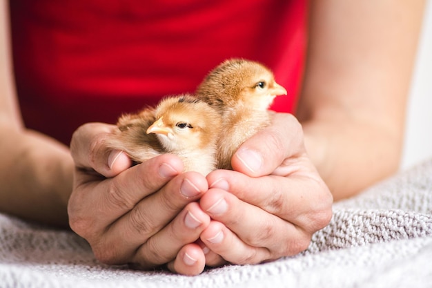 Closeup shot of a person holding brown chicks on a cloth
