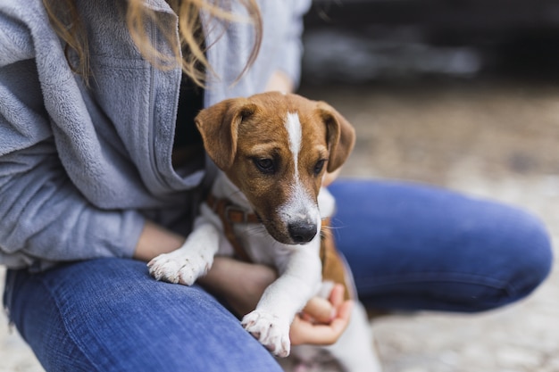 Closeup shot of a person hugging a small Jack Russell Terrier under the sunlight