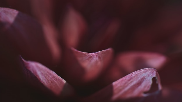 Closeup shot of the petals of an exotic pink flower