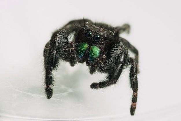 Closeup shot of a Phidippus audax, a bold jumping spider