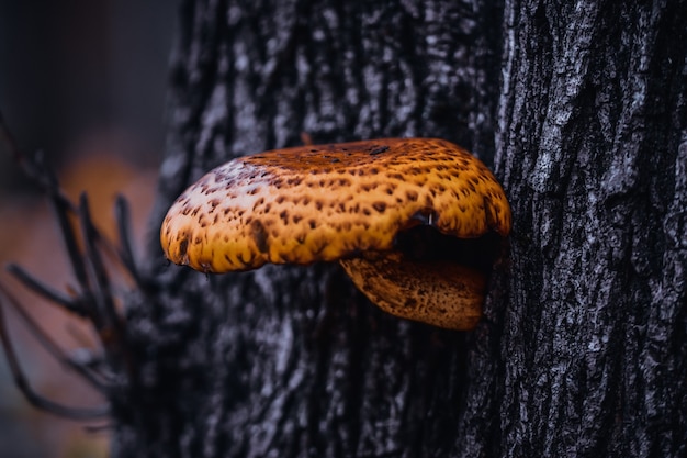 Foto gratuita colpo del primo piano di un fungo pholiota che cresce su un albero