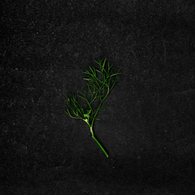 Closeup shot of a piece of a coriander leaf at the third stage of growth on a black surface