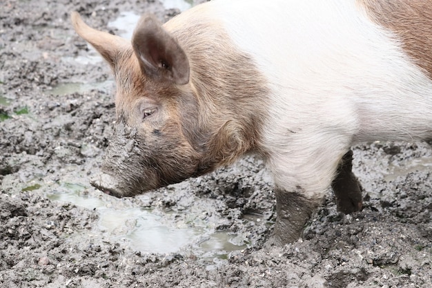진흙에서 걷는 돼지의 근접 촬영 샷