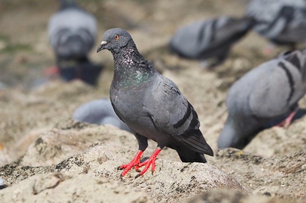 Closeup shot of a pigeon on the grou