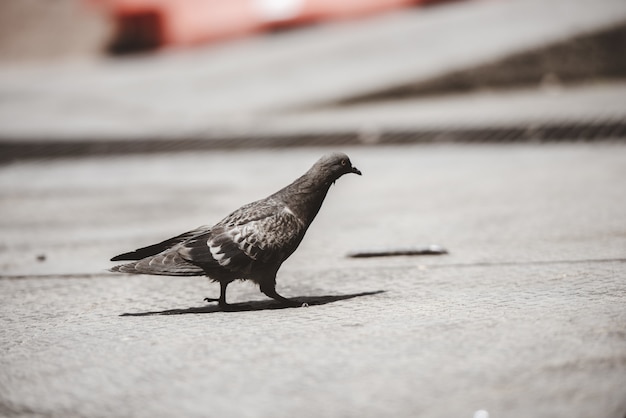 地面の上を歩く鳩のクローズアップショット