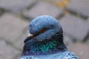 Free photo closeup shot of a pigeon