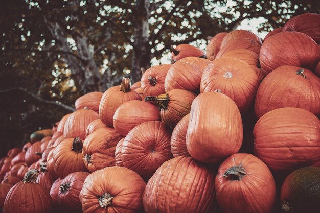 Closeup shot of a pile of fresh pumpkins