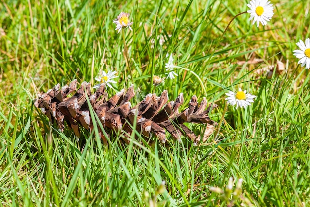 Closeup shot of a pine cone on the ground covered in flowers and grass under the sunlight