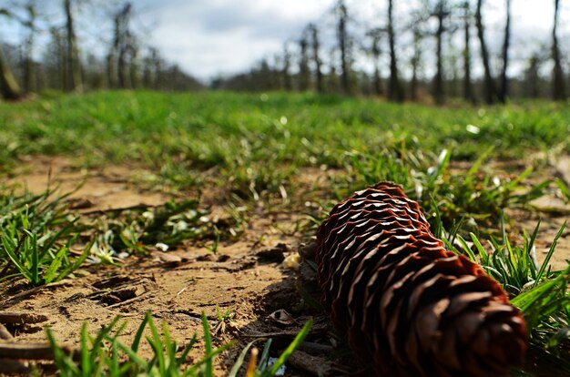 Closeup shot of a pine cone on the ground